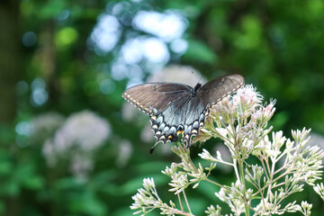 Poster - a butterfly on a plant in front of many leaves on the trees