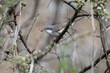 © VOLODYMYR KUCHERENKO - Various angles close-up photo of lesser whitethroat (Curruca curruca) in breeding plumage sitting on the branches of flowering trees and bushes