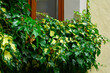Bluszcz pospolity na ścianie domu między oknami,(Hedera helix ), Bluszcz odmiana ‘Goldheart’ , Common ivy on the wall of the house between the windows, Ivy variety 'Goldheart'	
