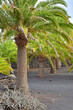 Lanzarote, Canary Islands - march 15 2024 : the Cesar Manrique foundation