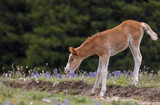 Fototapeta  - Cute Wild Horse Foal in the Pryor Mountains Montana in Summer