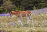 Fototapeta Natura - Cute Wild Horse Foal in the Pryor Mountains Montana in Summer