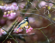 Great tit bird in a pink flowering cherry tree