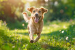 Happy dog ​​runs through green grass, front view. AI generative