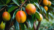 mango fruit on the tree