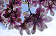 magnolia, magnolia. Beautiful trees with magnolia flowers. Flower bundles. Wallpapers. Sunny day. Blooming magnolia, pink magnolia flowers, tree blossoms, sunny spring day in the garden, good 