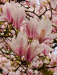 magnolia, magnolia. Beautiful trees with magnolia flowers. Flower bundles. Wallpapers. Sunny day. Blooming magnolia, pink magnolia flowers, tree blossoms, sunny spring day in the garden, good spring 