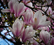 magnolia, magnolia. Beautiful trees with magnolia flowers. Flower bundles. Wallpapers. Sunny day. Blooming magnolia, pink magnolia flowers, tree blossoms, sunny spring day in the garden, good spring m