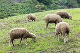 Fototapeta  - Flock of sheep on green grass in Taiwan Qingjing Farm
