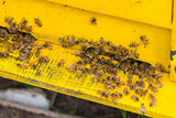 Fototapeta Kosmos - Swarm of busy honey bees entering beehives in the garden