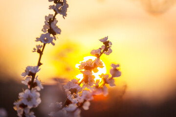 Canvas Print - Blossom tree