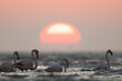Greater Flamingos and beautiful sunrise at Asker coast, Bahrain