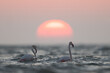 A pair of Greater Flamingos and beautiful sunrise at Asker coast of Bahrain