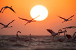 Greater Flamingos takeoff at Asker coast during sunrise, Bahrain
