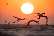 Silhouette of Greater Flamingos takeoff at Asker coast during sunrise