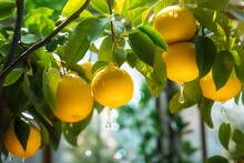 Ripe Lemons Growing On A Lemon Tree In The Garden