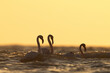 Greater Flamingos facing the sea waves in the early morning hours at Asker coast, Bahrain