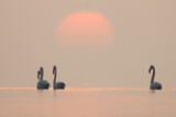 Fototapeta  - Greater Flamingos and dramatic sunrise at Asker coast of Bahrain