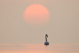 Fototapeta  - A Greater Flamingo wading during sunrise at Asker coast of Bahrain