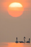 Fototapeta  - Greater Flamingos wading and beautiful sunrise at Asker coast of Bahrain