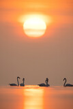 Fototapeta  - Greater Flamingos and diffused sun at Asker coast, Bahrain