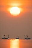 Fototapeta  - Greater Flamingos and splendid sunrise at Asker coast, Bahrain