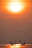 Fototapeta  - Greater Flamingos and dramatic sunrise at Asker coast, Bahrain