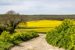 Looking along a narrow road in Sussex, with oilseed rape crops growing around