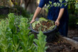Farmer composts food waste into soil in lush green farm garden.