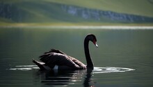 Black Swan Swimming On A Mountain Lake