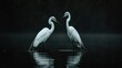Two great white egrets standing in the water against a dark backdrop