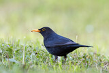 Fototapeta Zwierzęta - beautiful male blackbird on green lawn