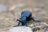 Fototapeta Zwierzęta - european oil beetle closeup