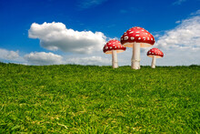 Three Big  Red And White Mushrooms In A Summer Green Meadow, Blue Sky Above