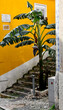trees palm trees vegetation cascai lisbon portugal. Green trees, bushes,
