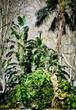 trees palm trees vegetation cascai lisbon portugal. Green trees, bushes,
