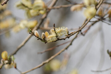 Poster - Winter tree flowers