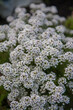 A close up of sweet alyssum flowers, with a shallow depth of field