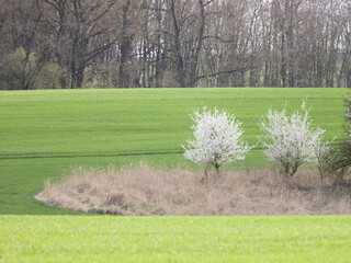 White trees on corn field