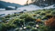 Winter's Blanket: Grass in Snow