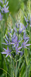 Camassia quamash | Camash - Common camash - Small camas - Wild hyacinth - Bear's Grass. Clump of sky blue star-shaped flowers, green center and yellow stamens on upright stems

