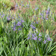 Camassia quamash | Camash - Common camash - Small camas - Wild hyacinth - Bear's Grass. Clump of sky blue star-shaped flowers, green center and yellow stamens on upright stems
