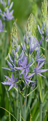 Canvas Print - Camassia quamash | Camash - Common camash - Small camas - Wild hyacinth - Bear's Grass. Clump of sky blue star-shaped flowers, green center and yellow stamens on upright stems
