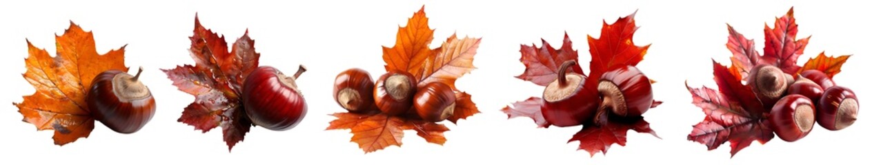 Collection set of glossy chestnut nut and yellow orange red maroon autumn fall maple leaf leaves on transparent background cutout, PNG file. Many different design Mockup template for artwork. top view