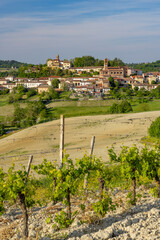 Poster - Typical vineyard near Castello di Razzano and Alfiano Natta, Barolo wine region, province of Cuneo, region of Piedmont, Italy