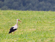 White stork (ciconia ciconia), Carpathian mountains landscape, Eastern Slovakia