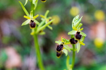 Wall Mural - Beauté naturelle : l'orchidée sauvage Ophrys petite araignée à Kaysersberg vignoble, CeA, Alsace, Grand Est, France