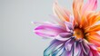 Colorful dahlia flower on white background. Close up.