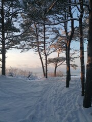 trees in the snow