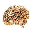 Golden luxury 3d brain .Human brain premium gold illustration